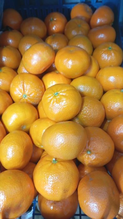 Фрукты овощи оптовые цены