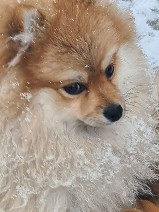 Девочка шпиц 7 месяцев