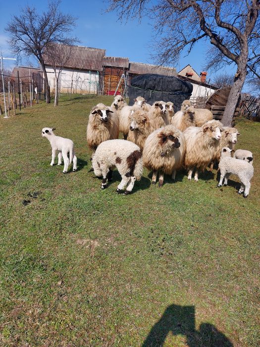 Vând 5 noatine (oi)