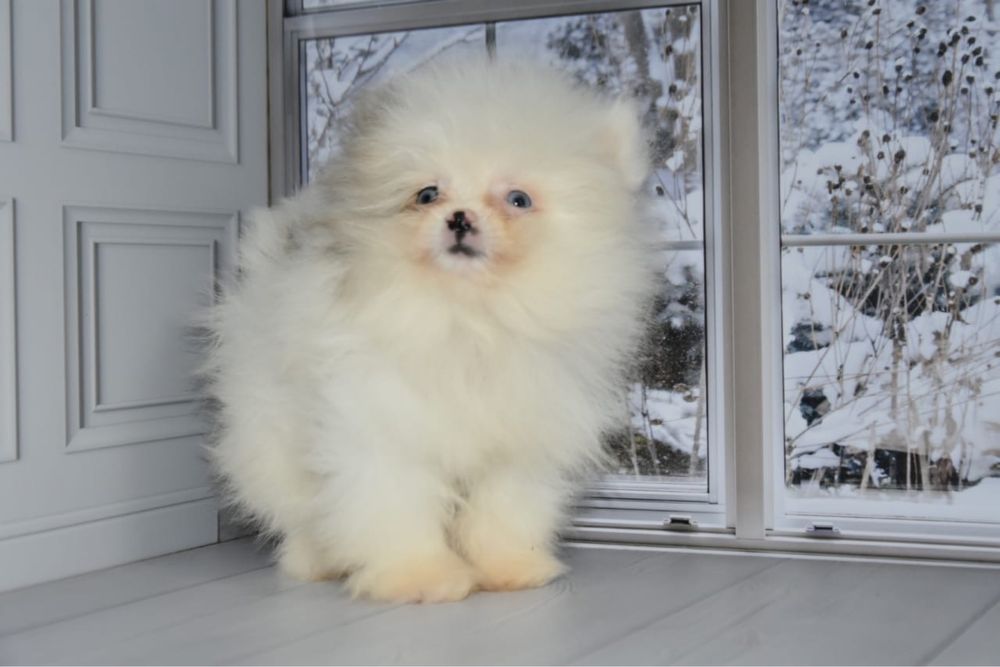 Померанский шпиц