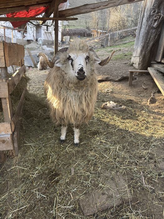 Vand Berbec de 11 luni