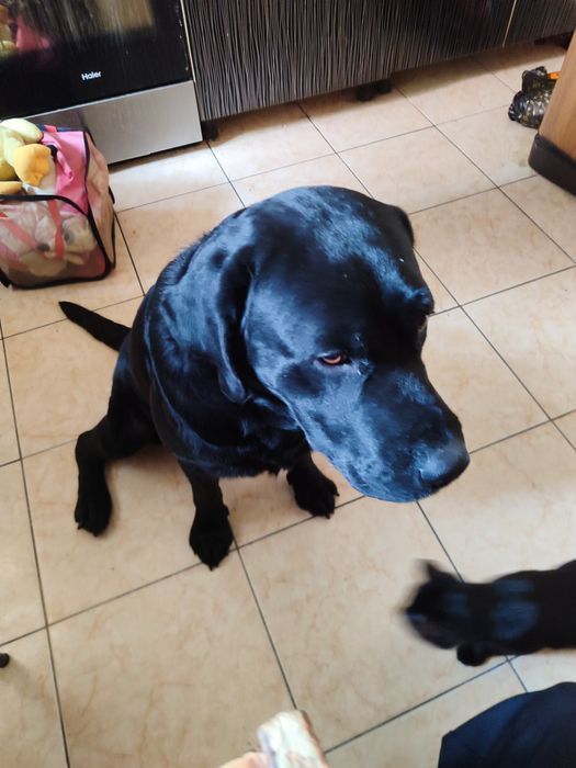 Отдам Лабрадора в добрые руки