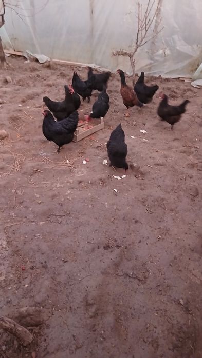 Товук "Кора шахзода",тухумга кирган.