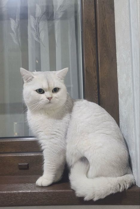 ВЯЗКА. Серебристая  шиншилла, кот для вязки