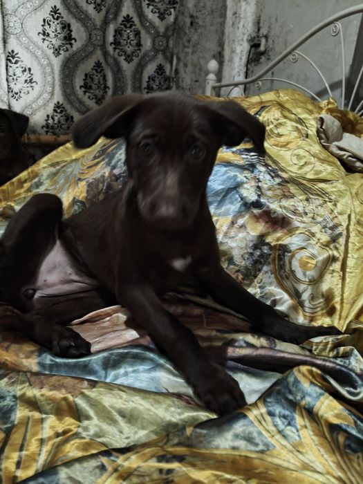 Шоколадные Лабрадоры