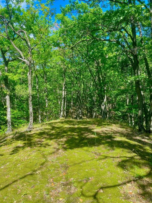 Domeniu forestier 50 ha | Priveliști spectaculoase | La 1 oră de București | Investiție unică