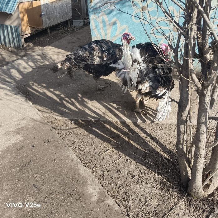 Продам молодых индюков