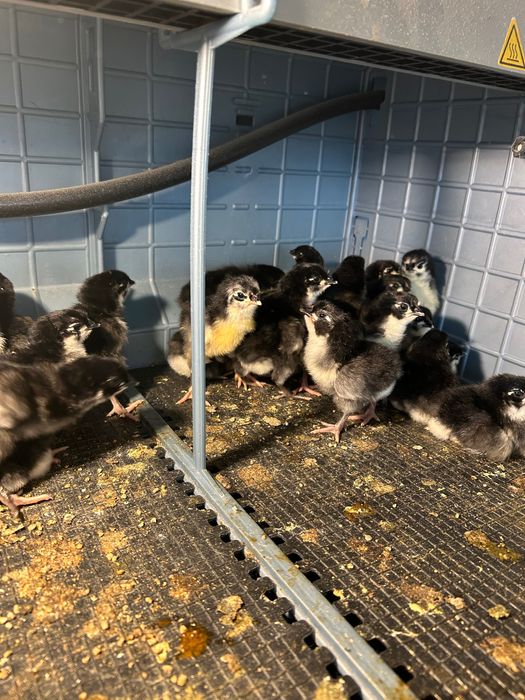 Gaini Australorp