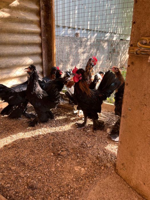 Инкубационные яица японских курочек