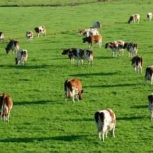 Samanta plante furajere -mixtura graminee perene pasunat si cosit