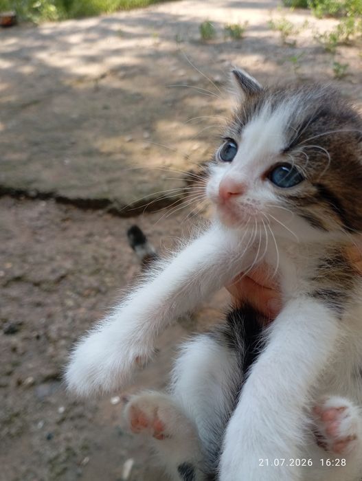 котята бесплатно