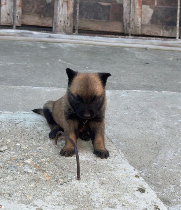 Ciobanesc Beligian Malinois