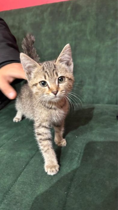 Отдадим котенка:)