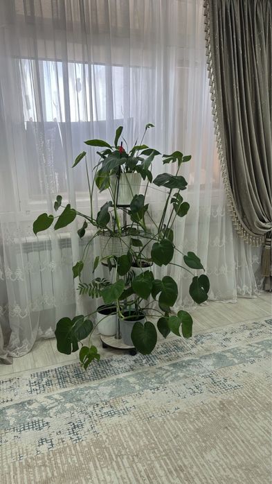 Гүлдер сатылады