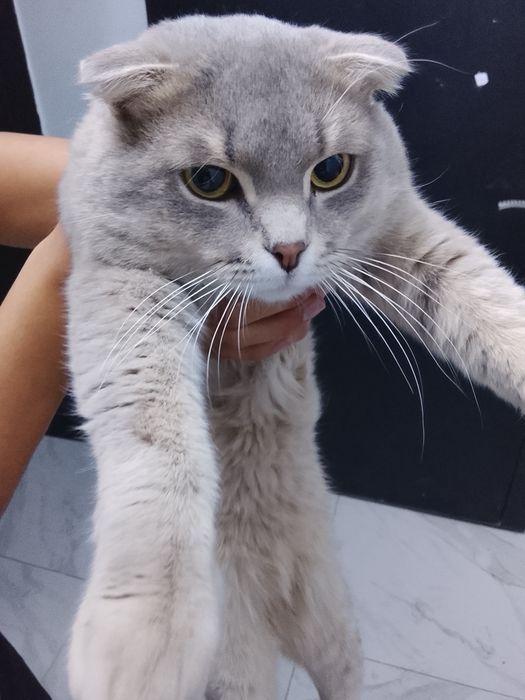 Шотландский вислоухий кот (Scottish Fold).