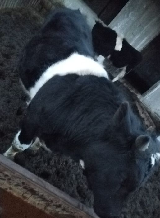 Продам     быков