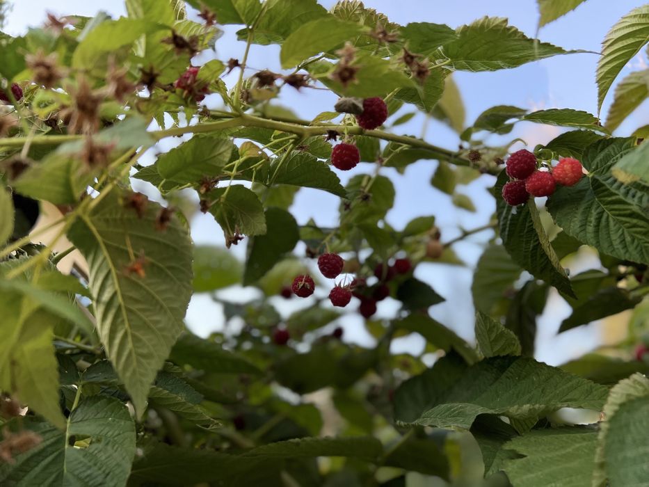 Продам саженцы малины