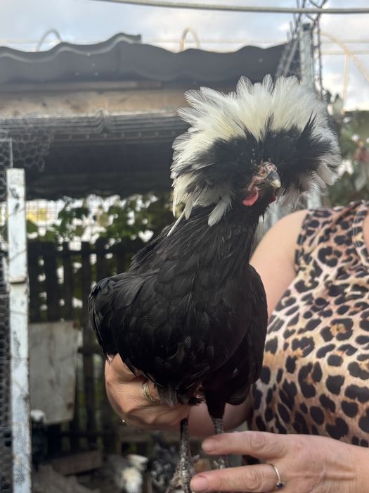 Cocos olandez moțat