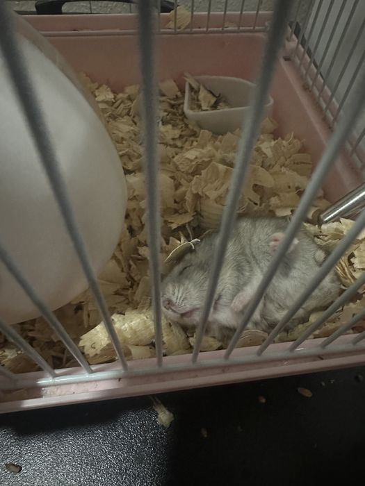 Продам хоямчка и клетку