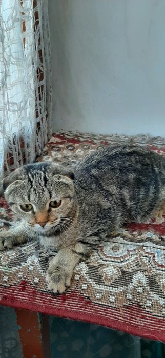 Продается ,Котенок мальчик Скотишь Фолд вислоухий