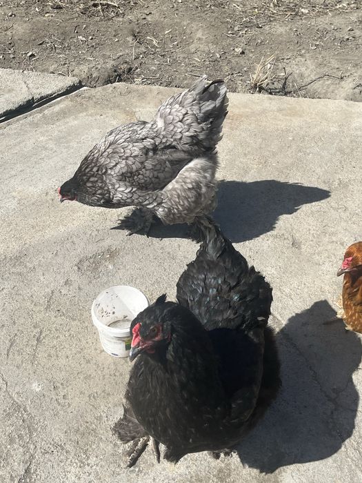 яицо Брама инкубационное.