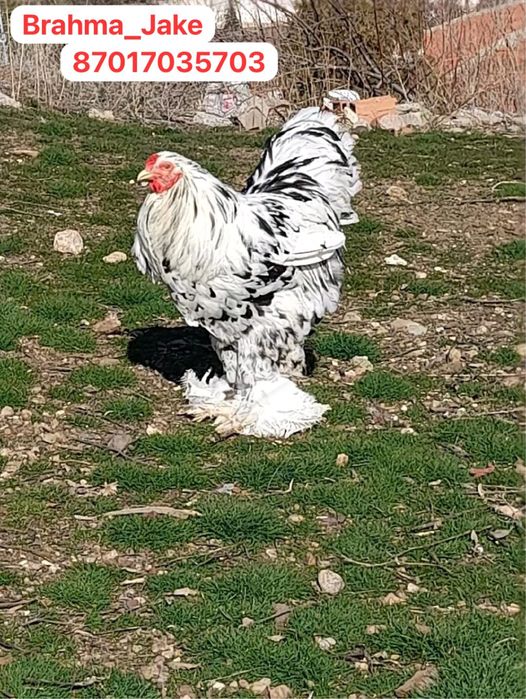 Брама цыплята балапан