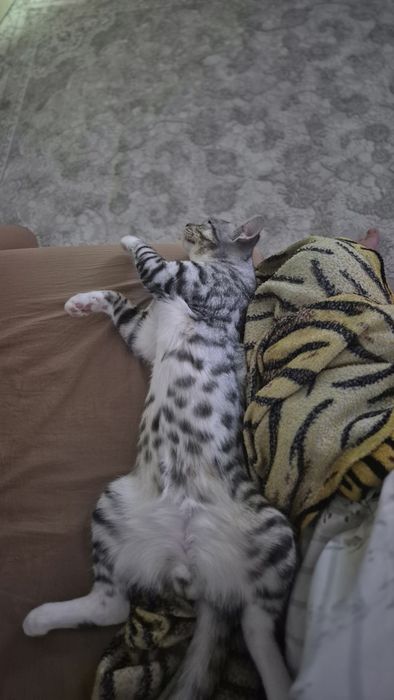 Отдаём в хорошие руки кота