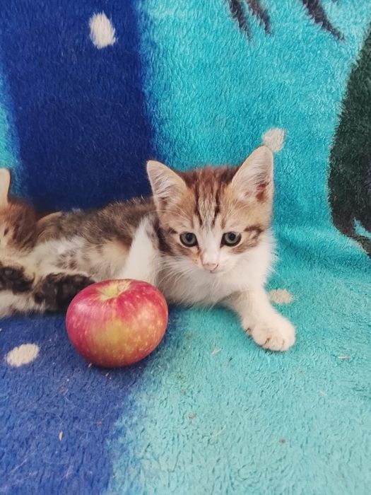Отдам в добрые руки кошечек.