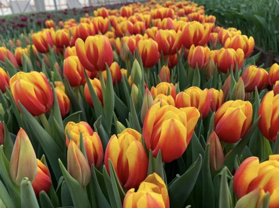 ТЮЛЬПАНЫ на 8ое марта!