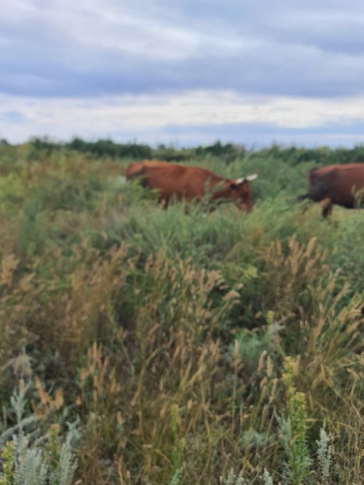 Продам коров молочных