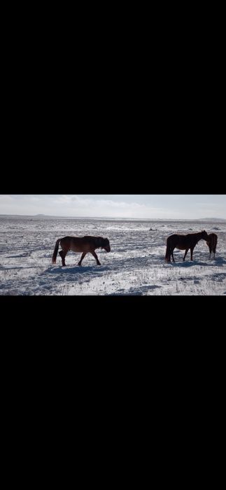 Бесті айғыр сатылады 2021 жылы тұылған.