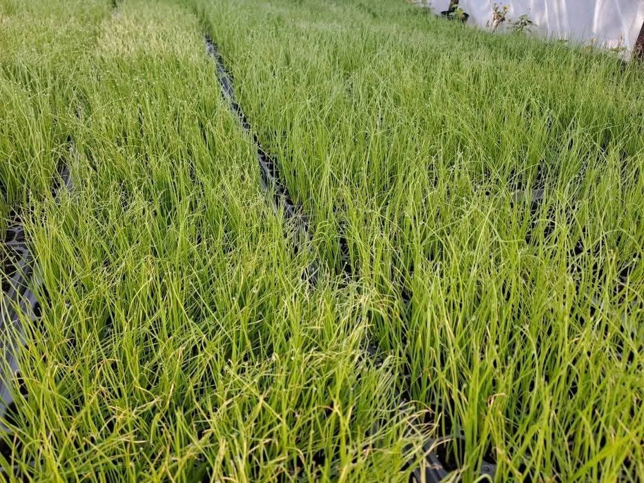 Разсад салата магданоз копър лук айсберг цвекло и др.