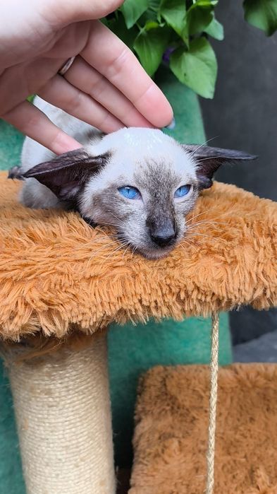 Ориентальные Котята   питомник
