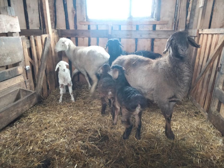 Продам Баранов оптом