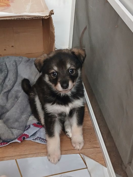 ДЕВОЧКА,щенок , СРОЧНО ищем хозяев