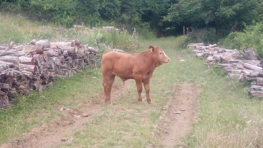 Vând o vacă și trei vițele și un taur