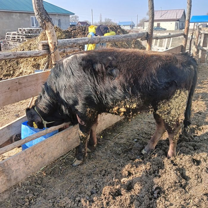 Бука бык. Еркек тана