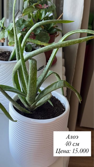 Продаю домашние цвет