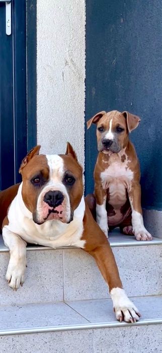 Femelă Amstaff cu pedigree