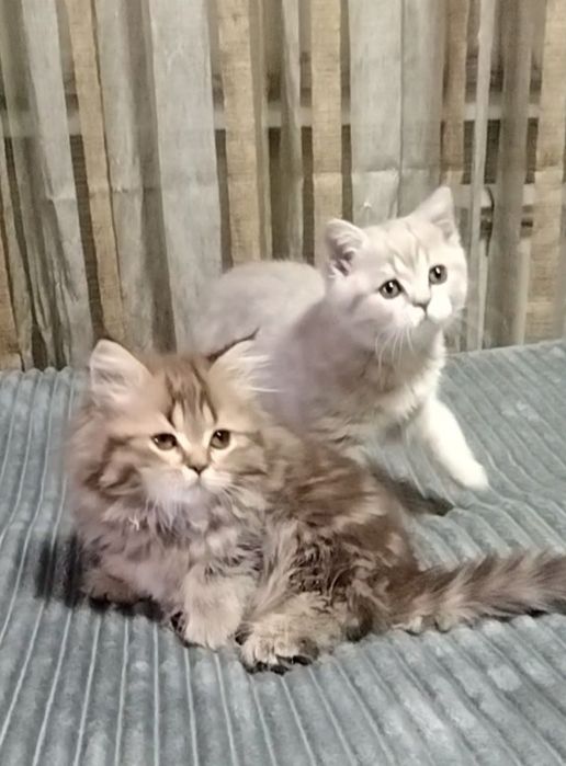 Две прямоухие девочки. С документами.