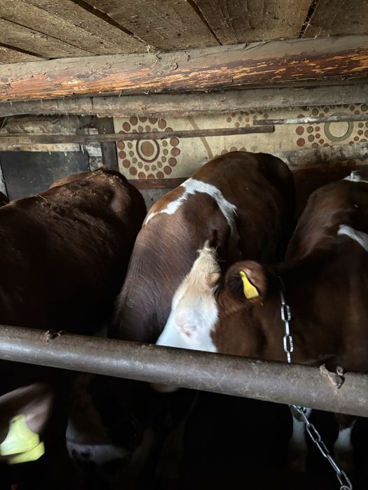 Продам быков и нетелей