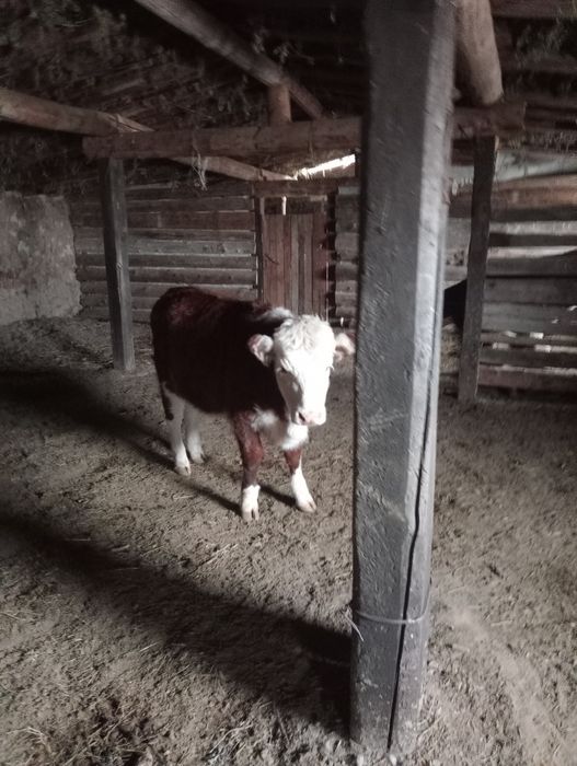 Падсостар еркек ургашы