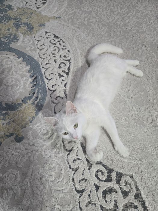 Кошка белая,умная,послушная