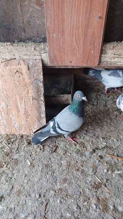 Vând porumbei voiajori