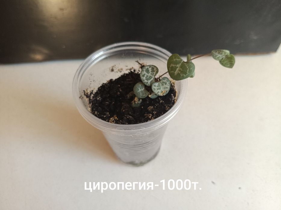 Отростки растений!