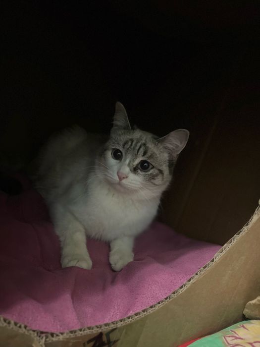 Потерялся кот прошу помочь