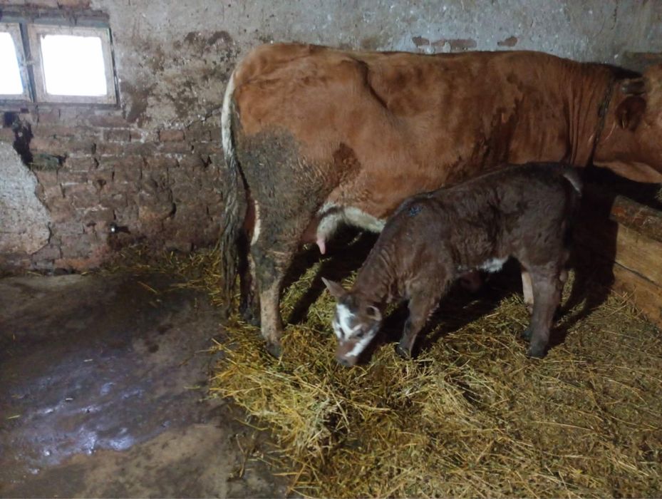 Vaca de vanzare buna de lapte