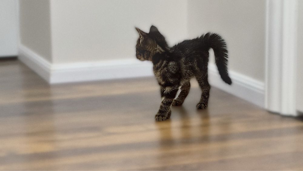 Котенок ищет дом