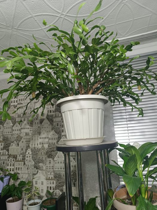 Продам недорого цветы