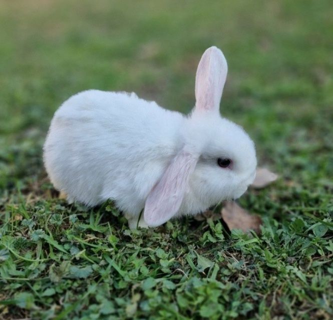 Mini quyonlar sotiladi